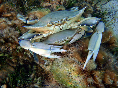 A blue crab mating pair is called a "doubler"