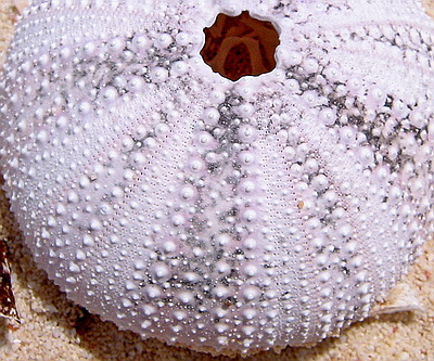 Close up view of an urchin test found on the beach at the North West Point.