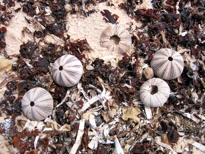 Some sea urchin tests lie half buried in the sand whilst others were on the seaweed