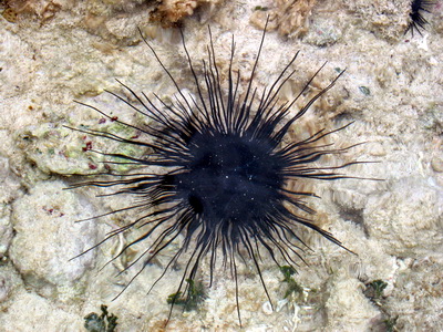 Close up of a sea urchin