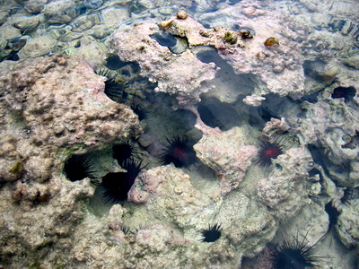 Sea Urchins tucked into holes in the rocks under the water