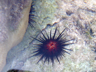Black moveable spines protect the sea urchin from predators