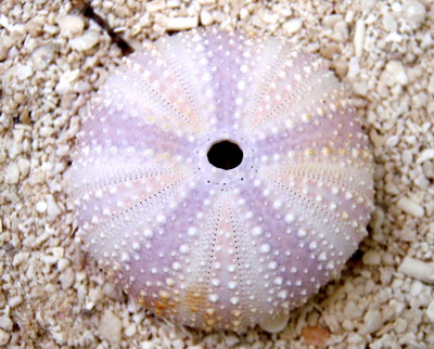 A pretty pink sea urchin test lying in the sand