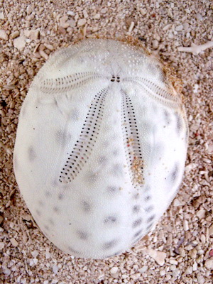 Skeletons or tests from urchins can be found on our beaches and in the sand.