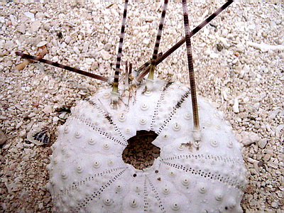 Here's an urchin with a few spines still attached to the test