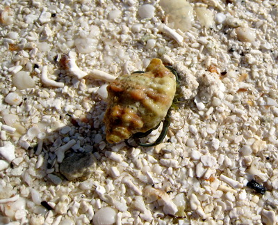 Here's a small hermit crab just walking along the edge of the water