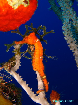 Seahorses vary in size from 1 1/2 to 12 inches long and don't generally travel long distances 
