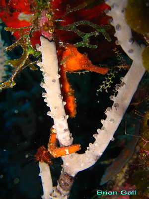 Brian's unbelieveably great photo of a seahorse