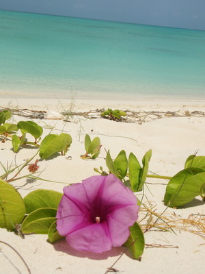 The Railroad Vine trails along the beaches at Leeward and can grow to lengths of 10 meters (30 feet or so)