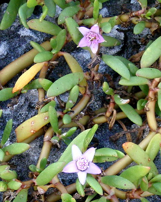 Sea Purslane is also know as Sea Pickle and can be used medicinally for treatment of scurvy and kidney disorders