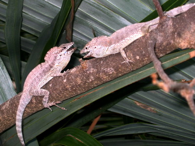 These two anoles were having a heated discussion as to which one of them should leave the tree branch