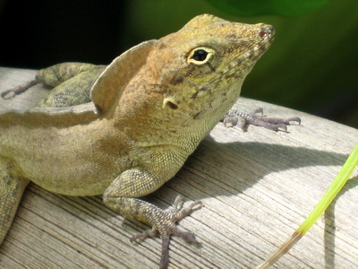 Handsome anole lizard in our gardens at Harbour Club Villas