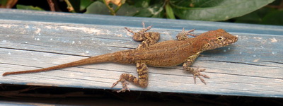 Lots of lizards or Anoles at Harbour Club Villas