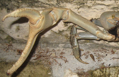 Close up of one impressively lethal looking claw.