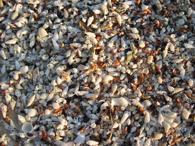 Here's a closeup of the shells that were different colours and shapes and sizes.