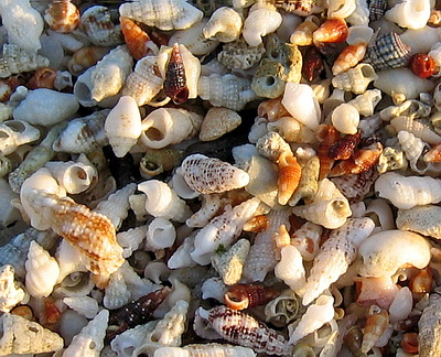 Loads of shells washed up in a large pile on the beach.