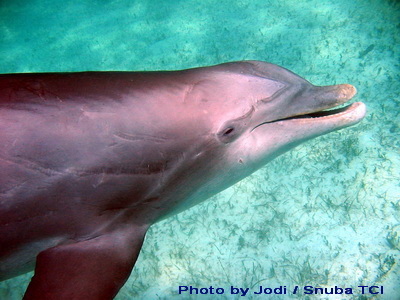 JoJo the dolphin in the Turks and Caicos Islands
