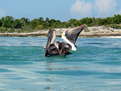 Look at the huge stretch of this pelican's gullet.