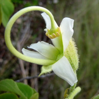 The creamy flower of the Blind Eye Bush has a long, elongated column that curls back up into the flower.