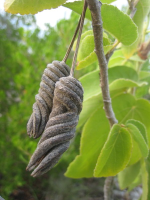 Here are the brown twisted seed pods.
