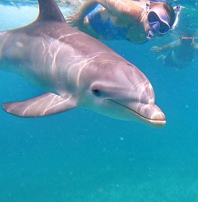 Snorkeling with dolphins in the Turks and Caicos Islands