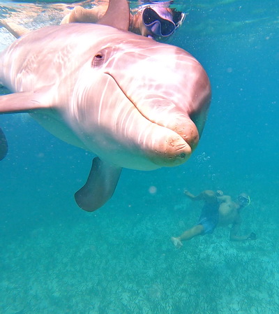 Swimming with dolphins in the Turks and Caicos Islands