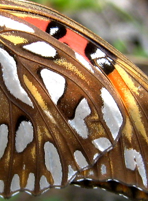 Close up of the beautiful markings found on the underside of the Gulf Fritillary Butterfly 