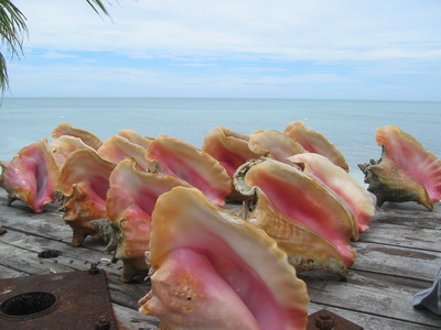 Conch shells lined up and ready for sale in Blue Hills.