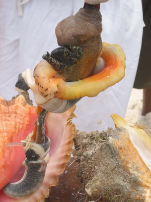 The conch is "knocked" and the animal removed from the shell.