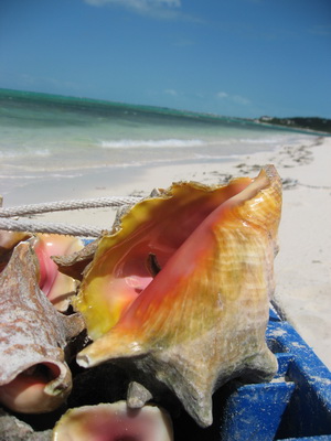 Conch season opened several days ago. 