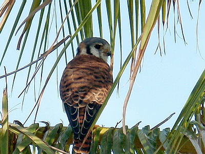 I managed to get some photos of an American Kestrel as he perched on a palm frond behind one of our villas.