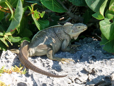 This iguana was ready to hide under the sea grape bush if we came any closer.