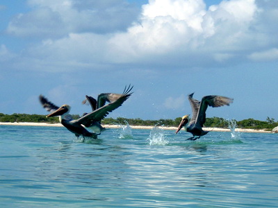 I love the way they skip along the water trying to get enough lift to launch into flight.