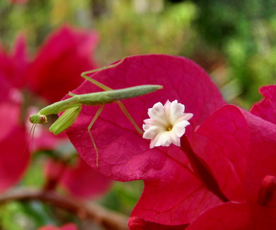 I'm sure I spent over an hour taking photos of this Praying Mantis on a bouganvillea.