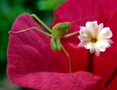 Here's a close up of the praying mantis and the white flower of the bouganvillea.