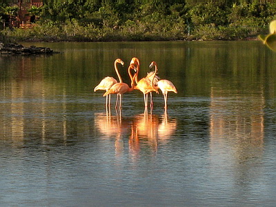Conference call as the flamingos gather together to squawk about the shrimps.