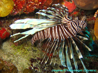 Lionfish will hopefully be added to the menu at many of our islands' restaurants.