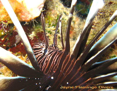 Lionfish have up to 18 needle like dorsal fins which contain venom purely for defensive purposes.