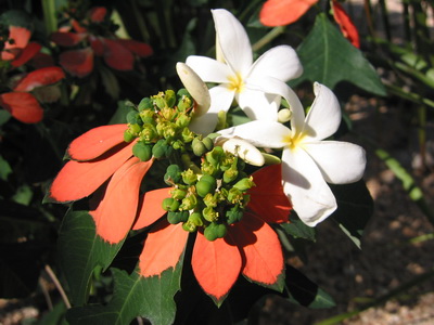 A floral bouquet of wild poinsettias and wild plumeria or frangipani in the gardens of Harbour Club Villas.