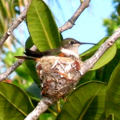 A female sits on her eggs.
