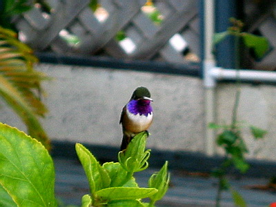 A male Bahama Woodstar Hummingbird perches for a while as I took his picture
