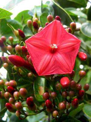 The Ipomoea grows throughout the Turks and Caicos Islands and is one of the prettiest with brilliant red flowers.