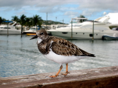 Birdwatchers can see the Ruddy Turnstone almost anywhere especially in Turtle Cove.