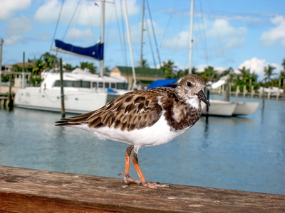 This little Ruddy Turnstone dropped by for tidbits while we were having lunch at the Sharkbite.