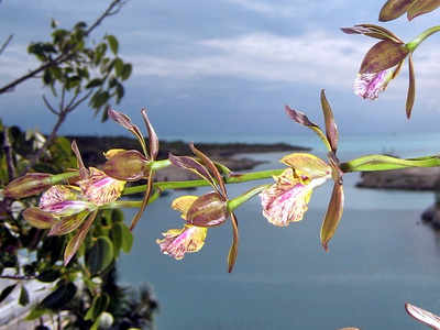 Orchids blooming with the marina entrance in the background. 