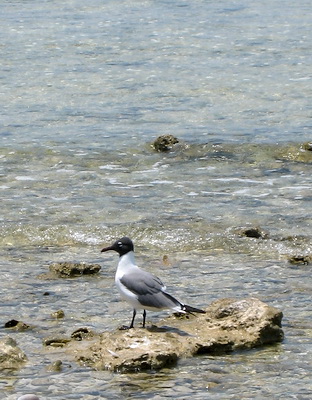 A Laughing Gull displaying its breeding plumage 