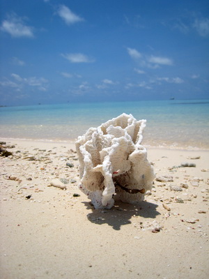 A sun bleached piece of coral washes up on shore with that turquoise blue ocean as a backdrop.