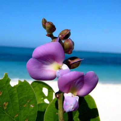 The beautiful Bay Bean grows and flowers along the shoreline