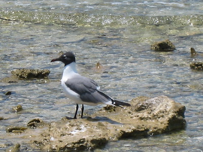 In breeding season, the laughing gull has a distinct black head and deep red beak which changes to a whitish head and black bill in the fall.