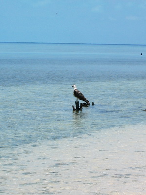 A lone osprey surveys the surrounding seas as he rests for a moment.